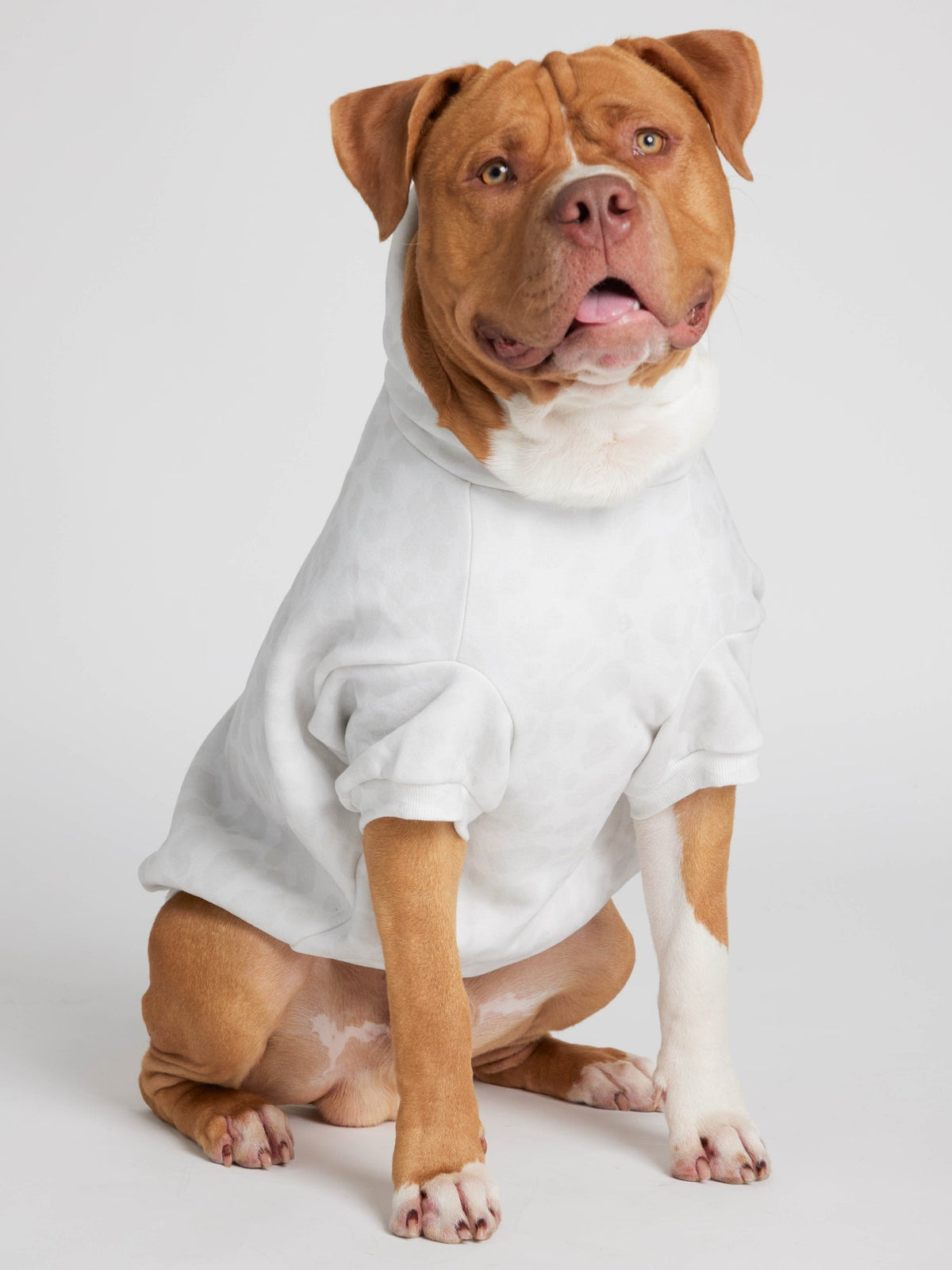 Sweat à capuche pour animal — Minimalist — Comfrt