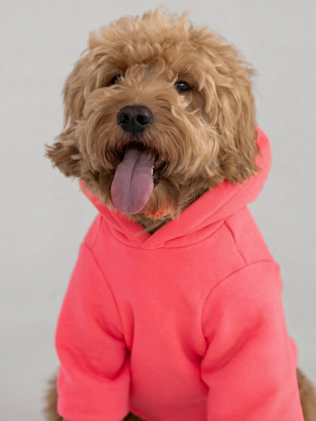 Sweat à capuche pour animal — Neon Tranquil