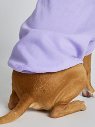Sweat à capuche pour animal — Pastel