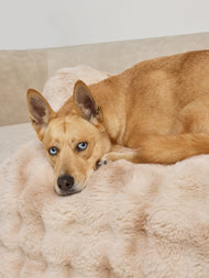 Couchage pour animal — Dream Cloud