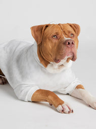 Sweat à capuche pour animal — Minimalist