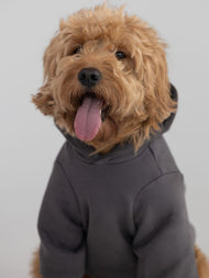 Sweat à capuche pour animal — Tranquil