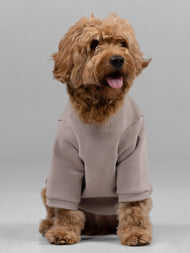 Sweat à capuche pour animal — Signature