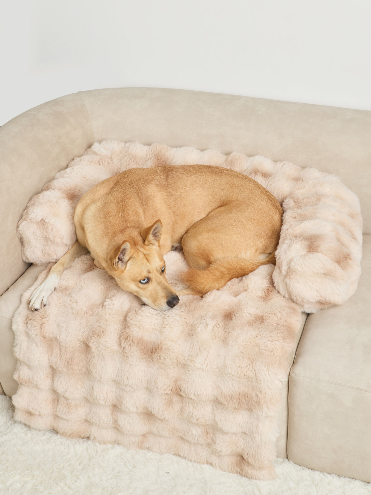 Confort pour animaux
